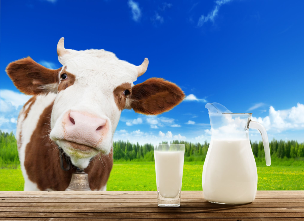 Calcium-Rich Foods : Milk